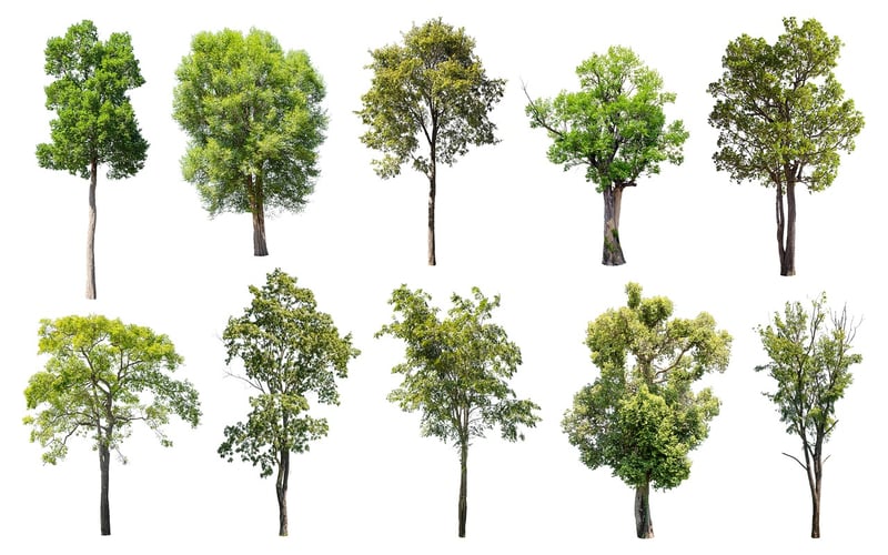 Foliage Varieties