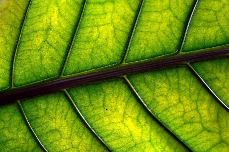 Green Foliage