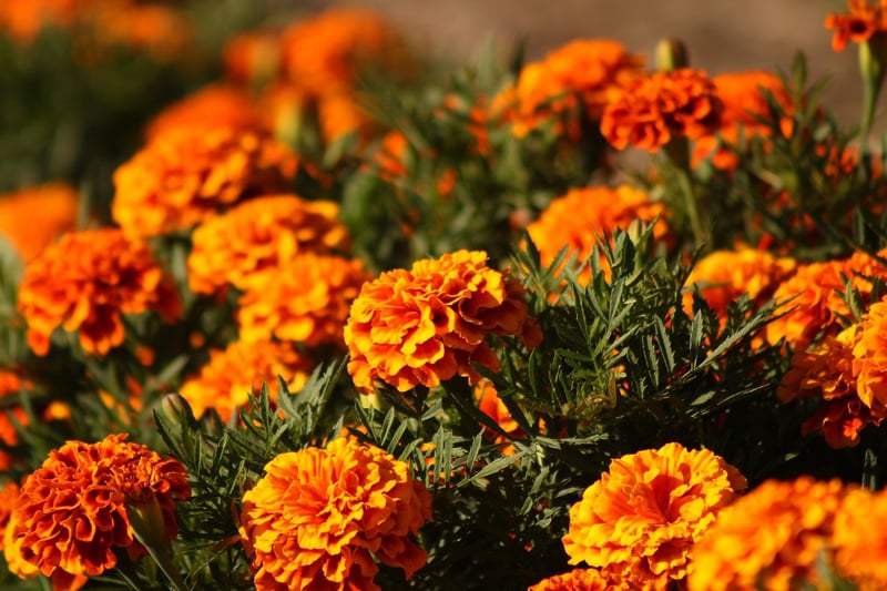 Marigold